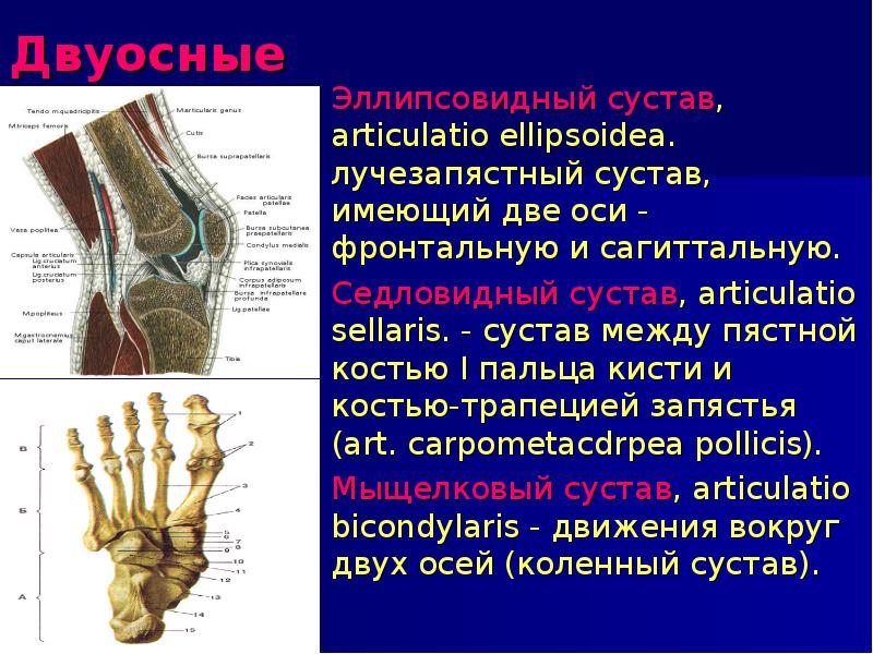 Оси суставов. Эллипсовидный сустав лучезапястный сустав. Эллипсовидный сустав это в анатомии. Articulatio ellipsoidea. Двухосные суставы.