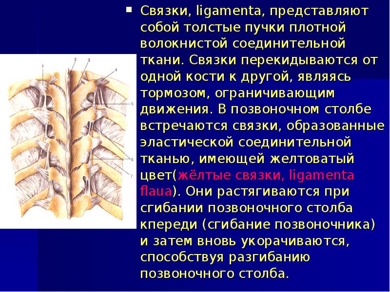 Связки образованы. Связки представляют собой толстые пучки. Соединительные связки. Связки, образованные.