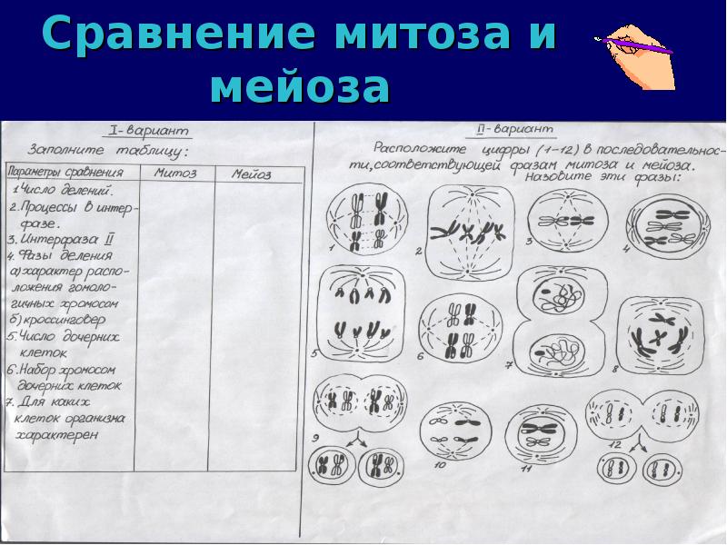 Сравнительная таблица митоза и мейоза 10. Сравнение митоза и мейоза. Схема митоза и мейоза. Фазы митоза и мейоза таблица. Сравнительная характеристика митоза и мейоза.