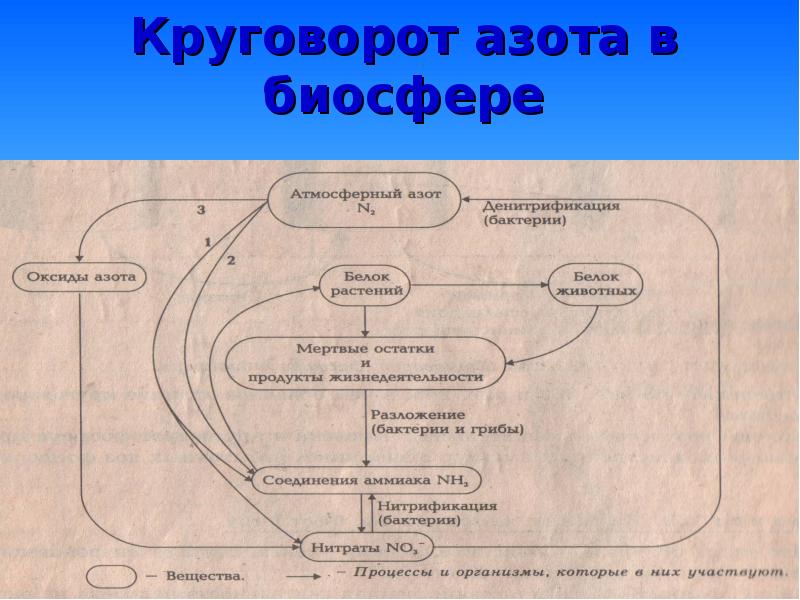 Круговорот азота в биосфере схема и пояснения