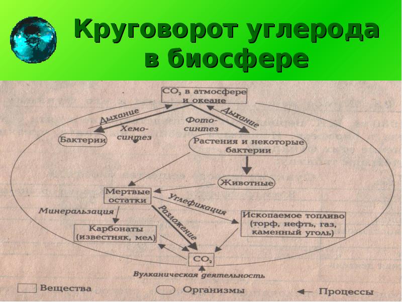 Заполните прямоугольники в упрощенной схеме круговорота углерода в биосфере следующими компонентами