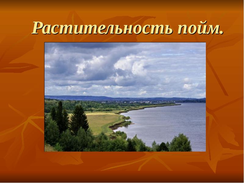 Растительность пойм. Растительность пойм.