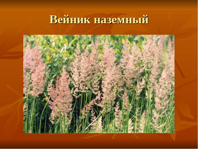 Вейник наземный Вейник наземный