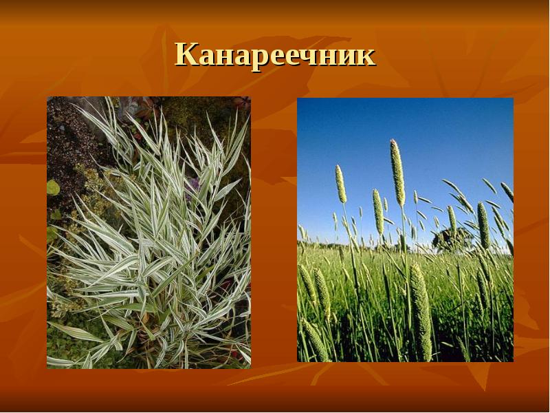 Канареечник Канареечник