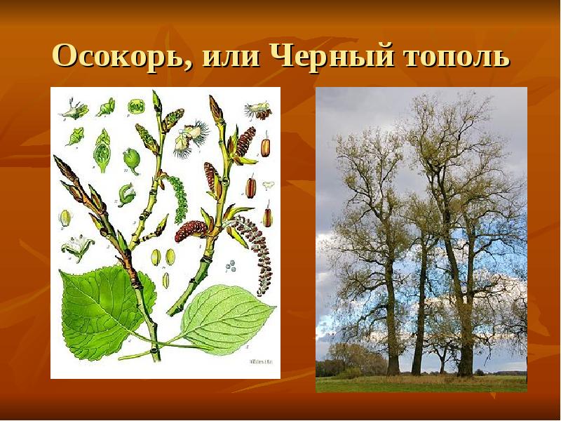 Осокорь, или Черный тополь Осокорь, или Черный тополь