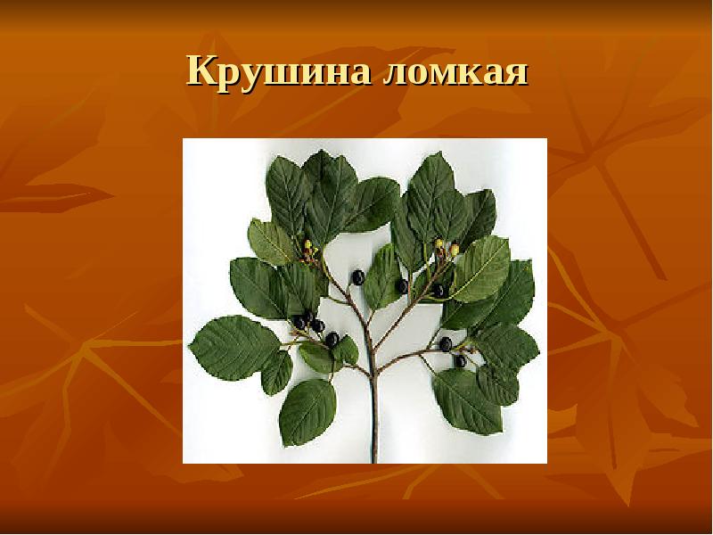 Крушина ломкая Крушина ломкая