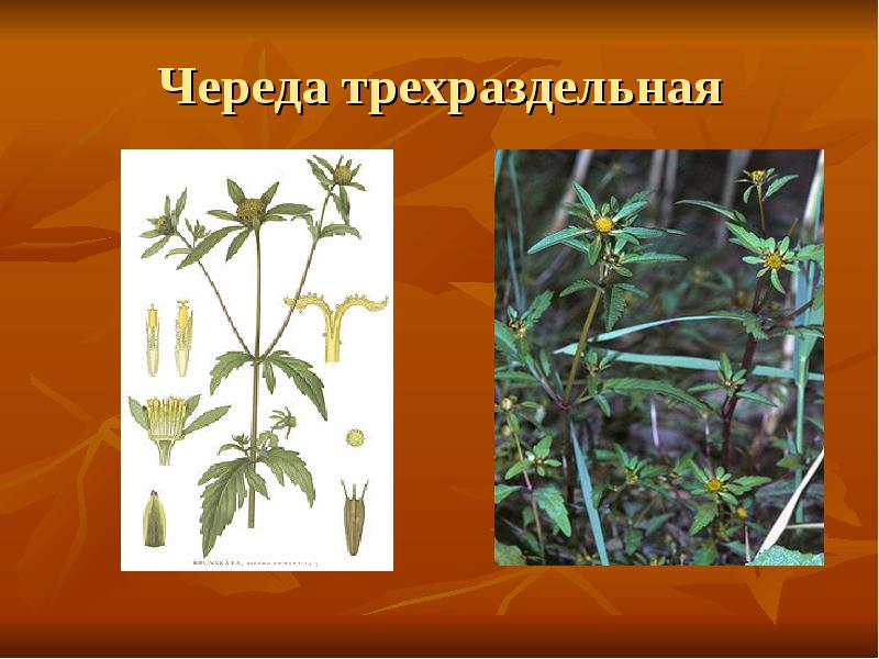 Череда трехраздельная Череда трехраздельная