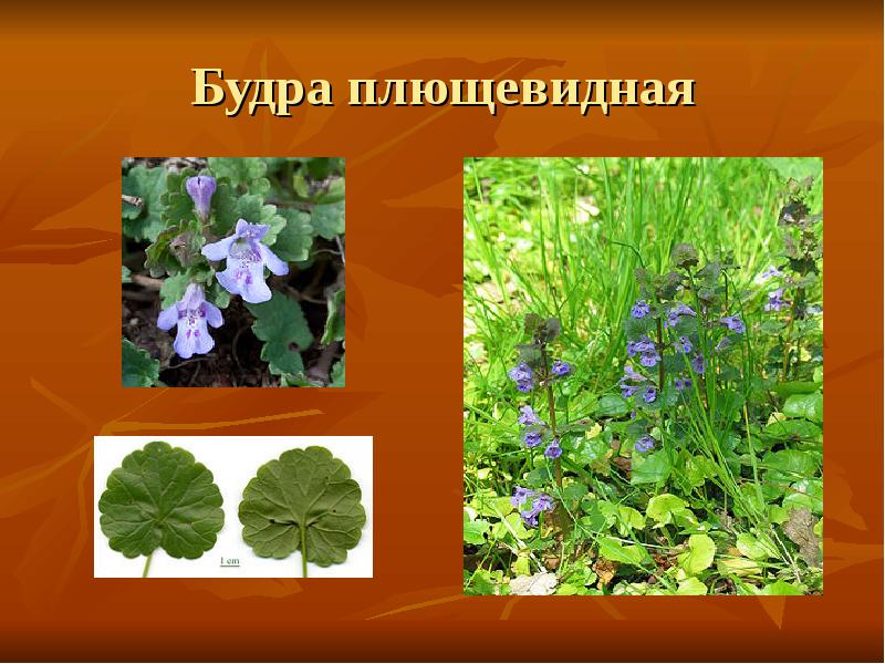 Будра плющевидная Будра плющевидная