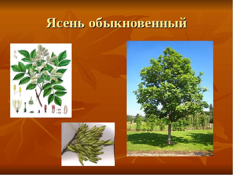 Ясень обыкновенный Ясень обыкновенный