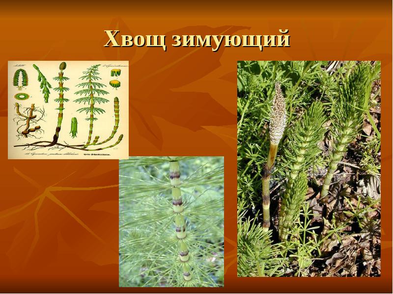 Хвощ зимующий Хвощ зимующий