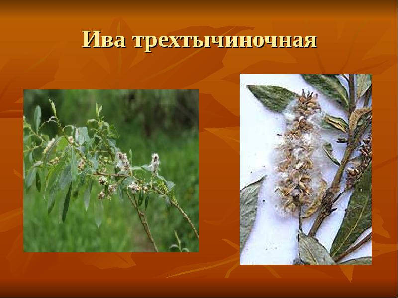 Ива трехтычиночная Ива трехтычиночная