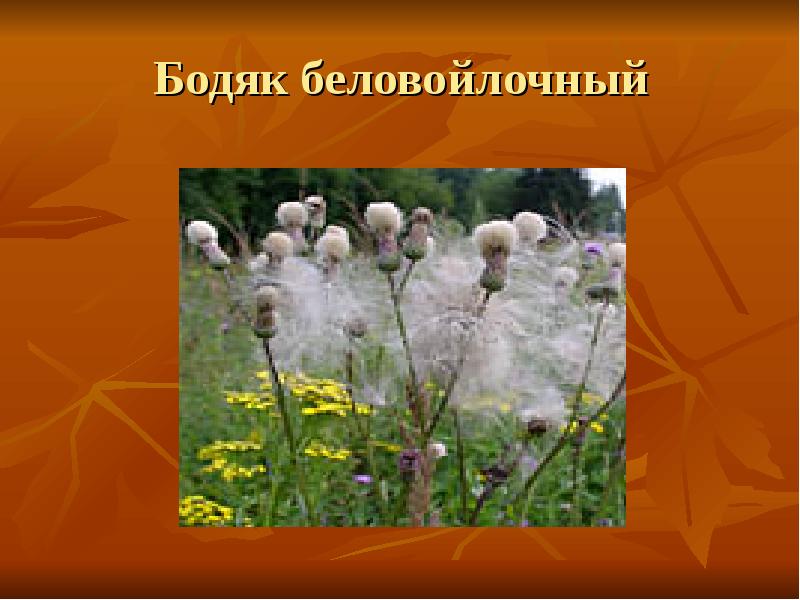 Бодяк беловойлочный Бодяк беловойлочный
