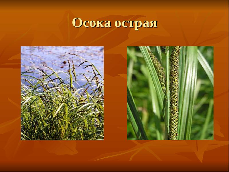 Осока острая Осока острая