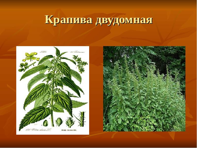 Крапива двудомная Крапива двудомная