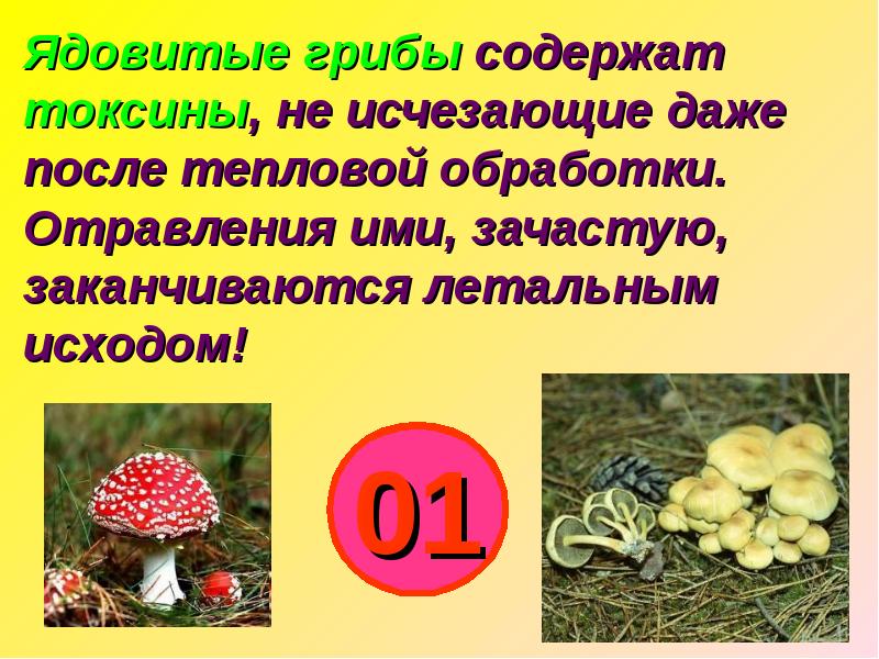 3 класс презентация грибы окружающий мир школа 21 века