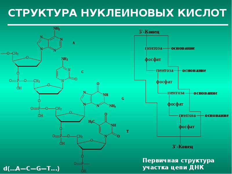 Строение нуклеиновых кислот презентация