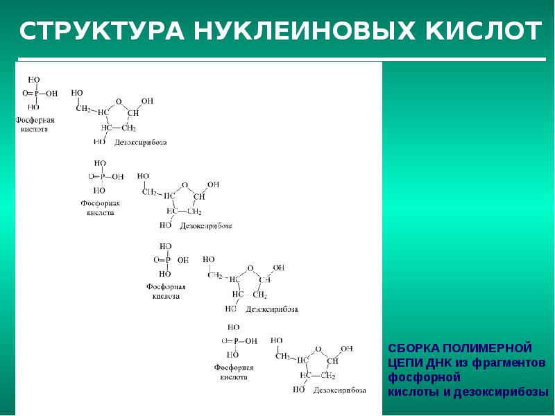 Структура нуклеиновых кислот презентация