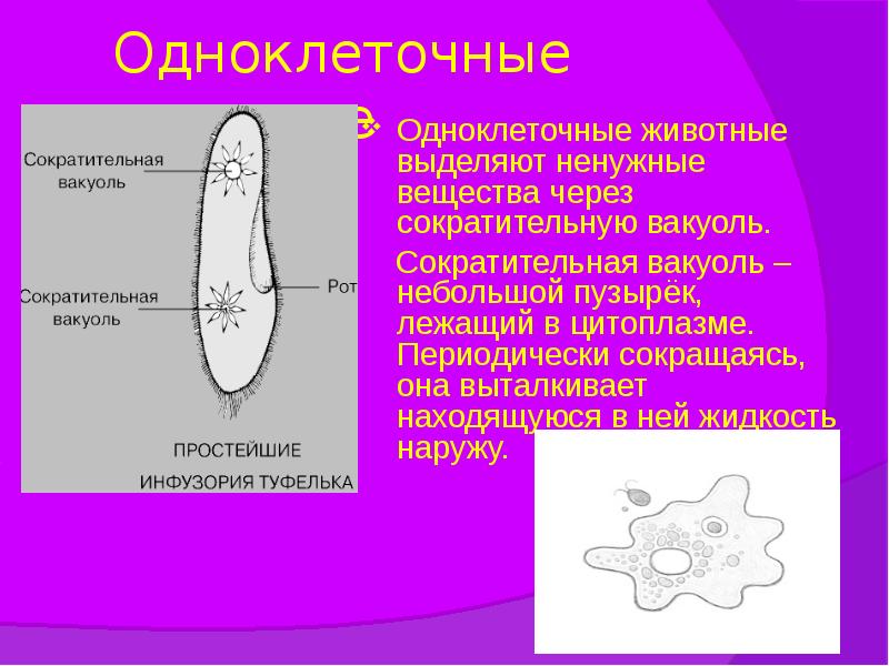 Одноклеточные животные
Одноклеточные животные выделяют ненужные вещества через сократительную вакуоль.
Одноклеточные животные
Одноклеточные животные выделяют ненужные вещества через сократительную вакуоль.