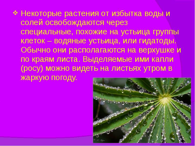 Некоторые растения от избытка воды и солей освобождаются через специальные, похожие Некоторые растения от избытка воды и солей освобождаются через специальные, похожие