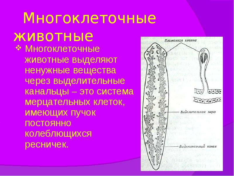 Многоклеточные животные
Многоклеточные животные выделяют ненужные вещества через выделительные канальцы – Многоклеточные животные
Многоклеточные животные выделяют ненужные вещества через выделительные канальцы –
