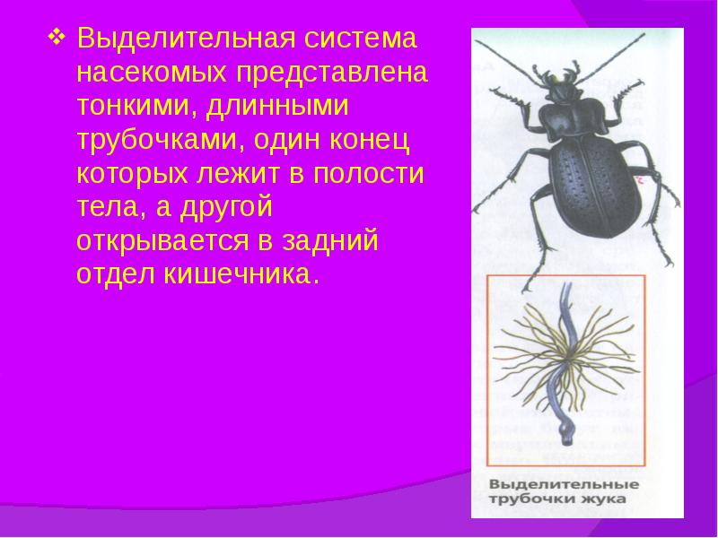 Выделительная система насекомых представлена тонкими, длинными трубочками, один конец которых лежит Выделительная система насекомых представлена тонкими, длинными трубочками, один конец которых лежит