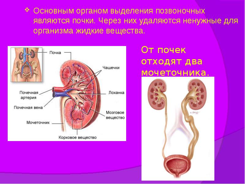 От почек отходят два мочеточника.
Основным органом выделения позвоночных являются почки. От почек отходят два мочеточника.
Основным органом выделения позвоночных являются почки.
