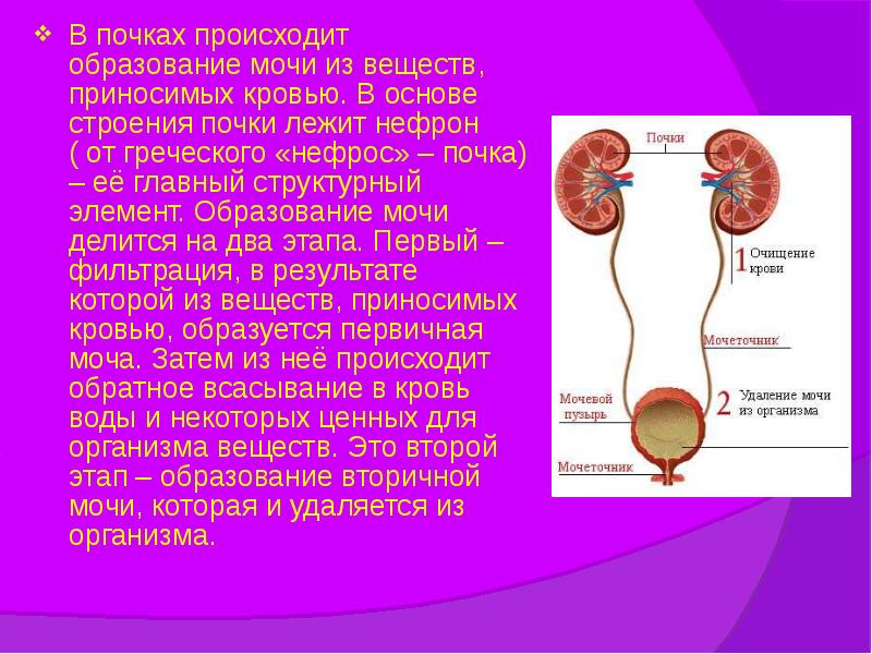 В почках происходит образование мочи из веществ, приносимых кровью. В основе В почках происходит образование мочи из веществ, приносимых кровью. В основе