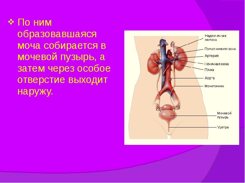 По ним образовавшаяся моча собирается в мочевой пузырь, а затем через По ним образовавшаяся моча собирается в мочевой пузырь, а затем через