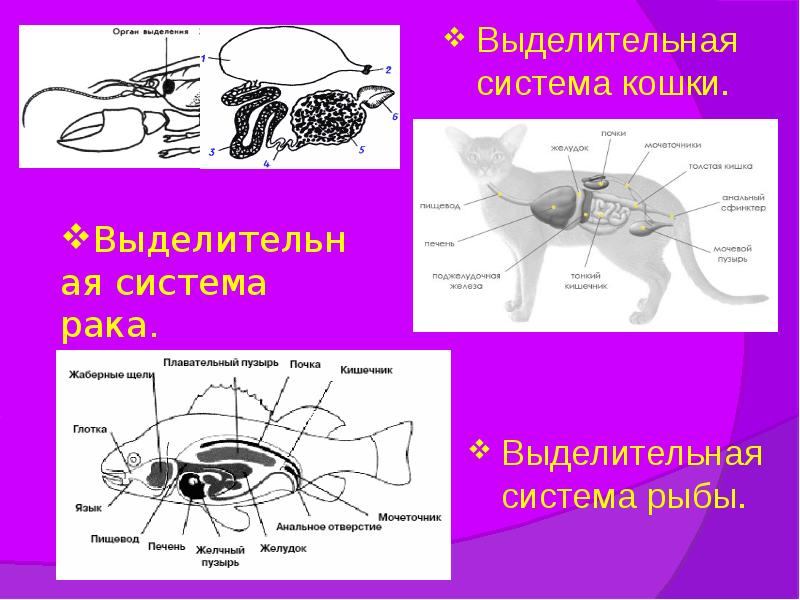 Выделительная система рака.
Выделительная система рыбы. Выделительная система рака.
Выделительная система рыбы.