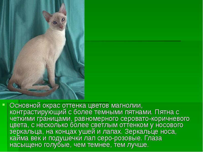 Презентация о породе кошки сиамской