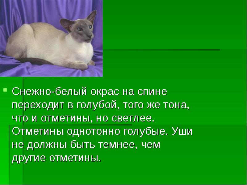 Презентация о породе кошки сиамской