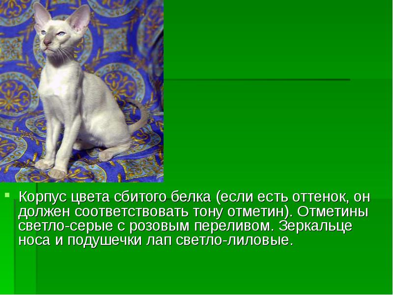 Презентация о породе кошки сиамской кошки