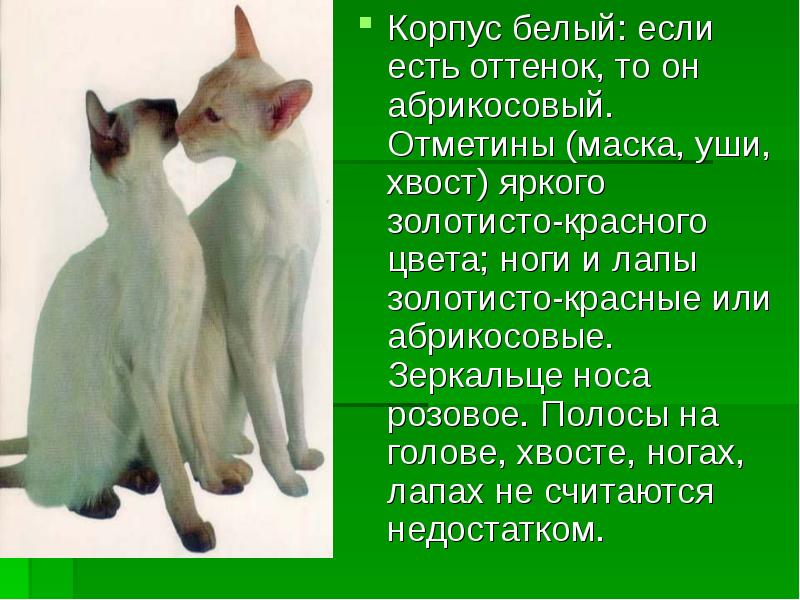 Презентация о породе кошки сиамской кошки
