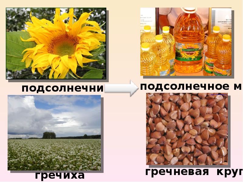 Растениеводство нашего края 4 класс окружающий мир. Растениеводство в нашем крае. Презентация на тему Растениеводство нашего края. Проект Растениеводство в нашем крае. Растениеводство в нашем крае окружающий мир.