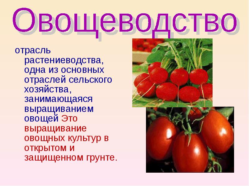 Растениеводство в нашем крае. Отрасли овощеводства. Отрасли растениеводства овощеводство. Овощеводство информация.