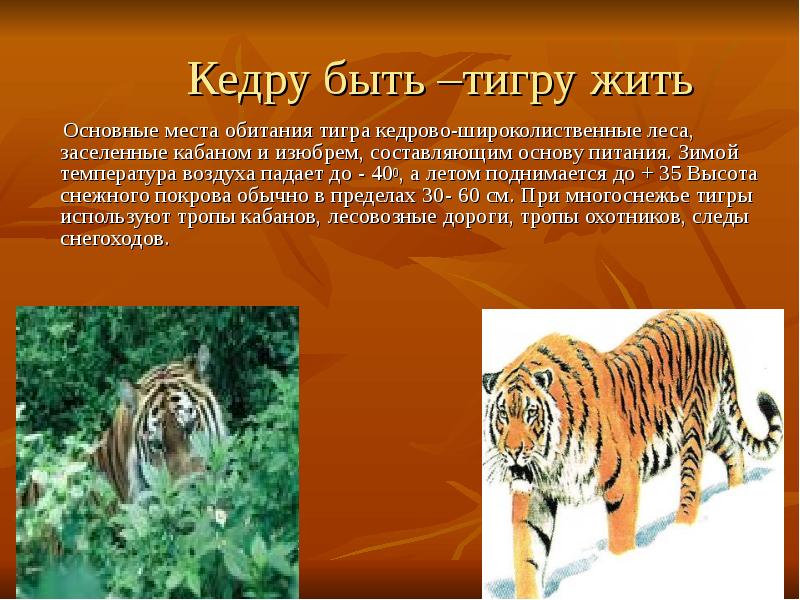 Амурский тигр проект 5 класса