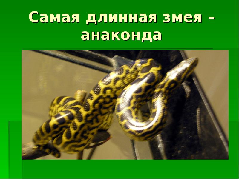 Самая длинная змея – анаконда