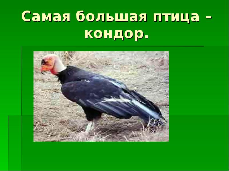 Самая большая птица – кондор.