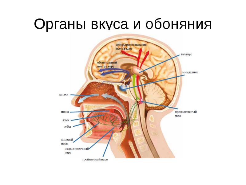 Органы вкуса и обоняния анатомия презентация