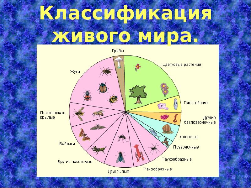 Схема классификация живого мира