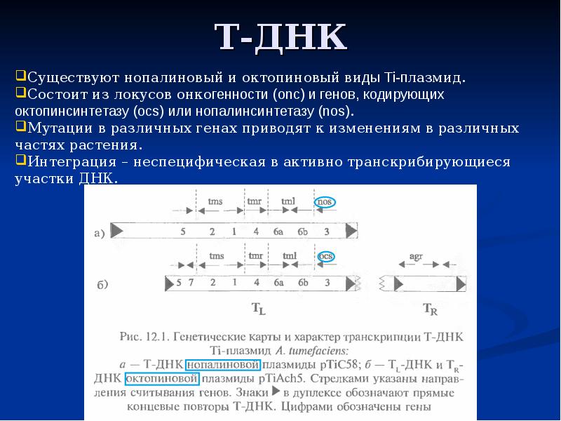 Генетическая инженерия растений проект