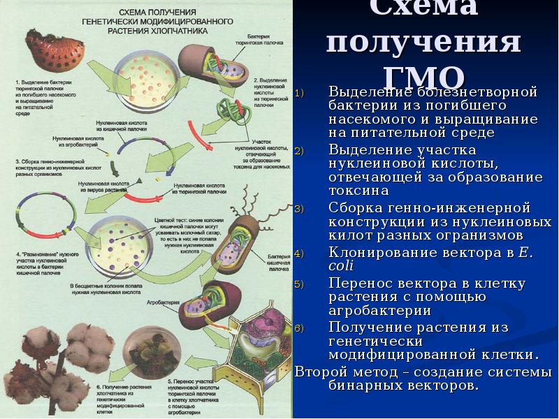 Генетическая инженерия растений презентация