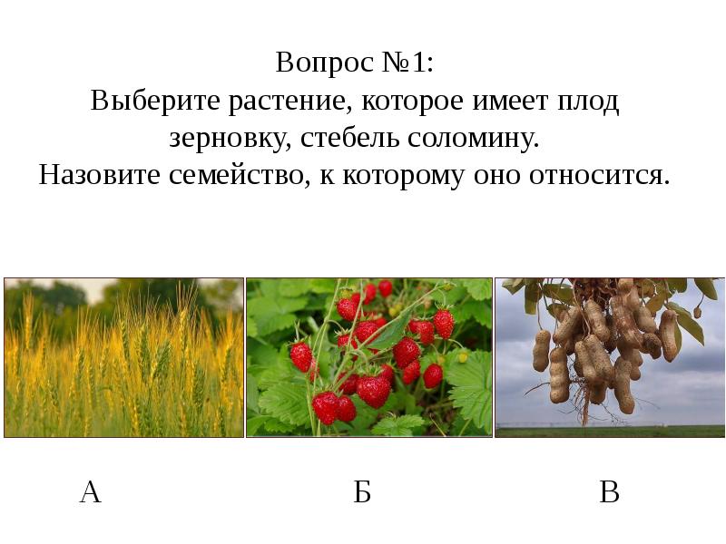 Цветок и плод имеет. Растения которые имеют плод называются. Вопросы по теме Покрытосеменные. Задания по теме цветковые растения 7 класс. Вопросы и задания Покрытосеменные растения.