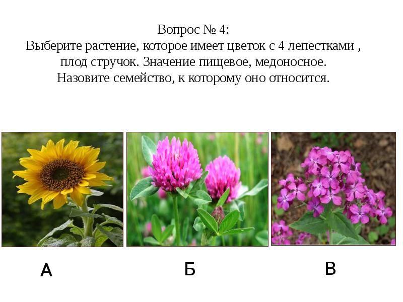 Выберите растения которые могут быть. Растения которые относятся к цветковым растениям. выберите растения которые имеют. семейства растений имеющих неправильные цветки. растения которые имеют цветки.
