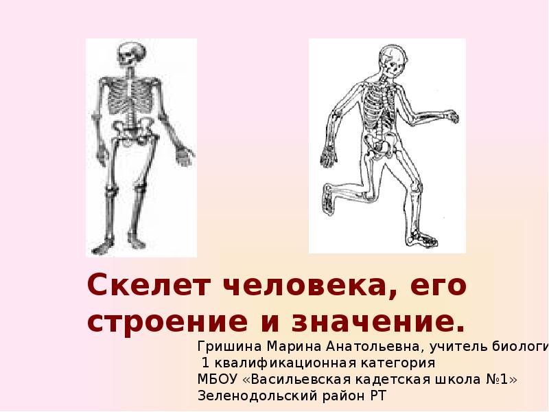 2 рычаг в скелете человека. Строение скелета презентация. Строение скелета человека 8 класс. Значение скелета человека 3 класс. Интересные факты о скелете человека.