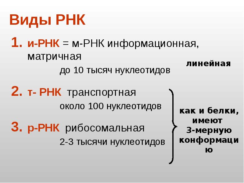 Презентация днк и рнк нуклеиновые кислоты