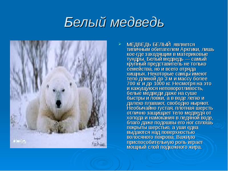 Белый медведь МЕДВЕДЬ БЕЛЫЙ является типичным обитателем Арктики, лишь кое-где заходящим
