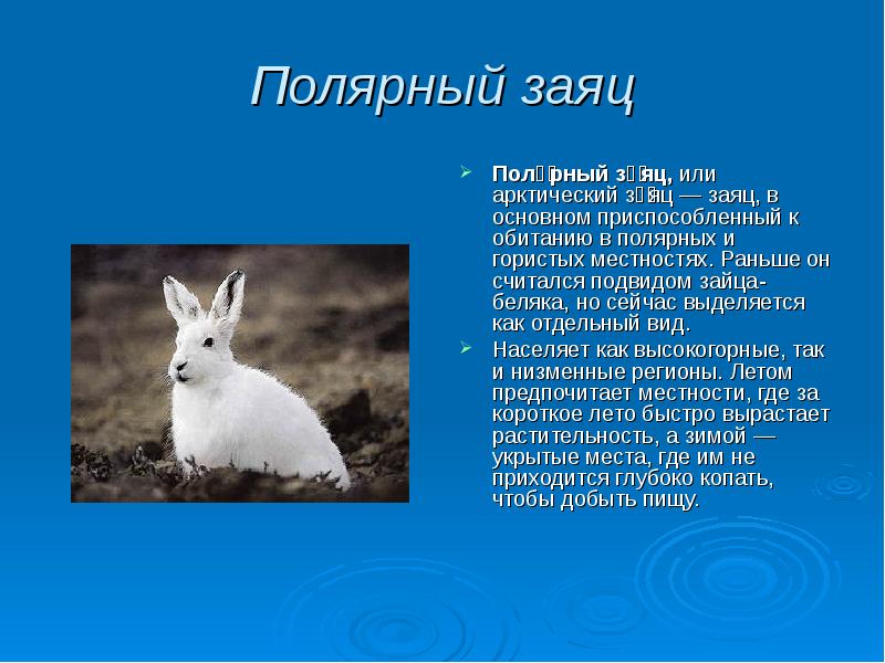 Полярный заяц Поля́рный за́яц, или арктический за́яц — заяц, в основном