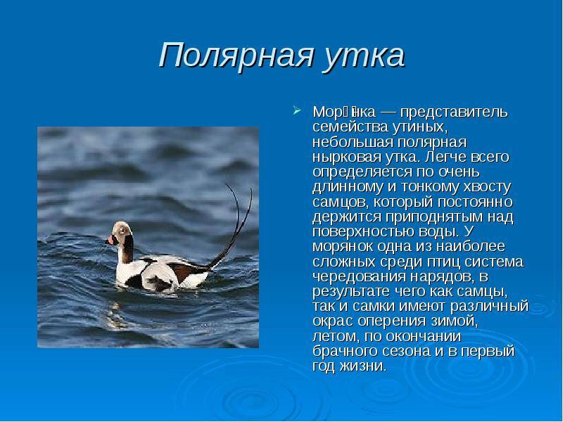 Полярная утка Моря́нка — представитель семейства утиных, небольшая полярная нырковая утка.