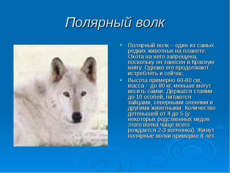 Полярный волк Полярный волк – один из самых редких животных на